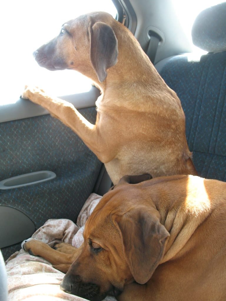 Best 4 Pet Car Door Guards: Waterproof Vehicle Door Protector for Dogs