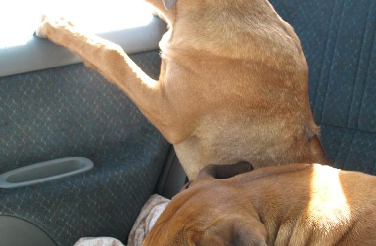 vehicle door protector for dogs