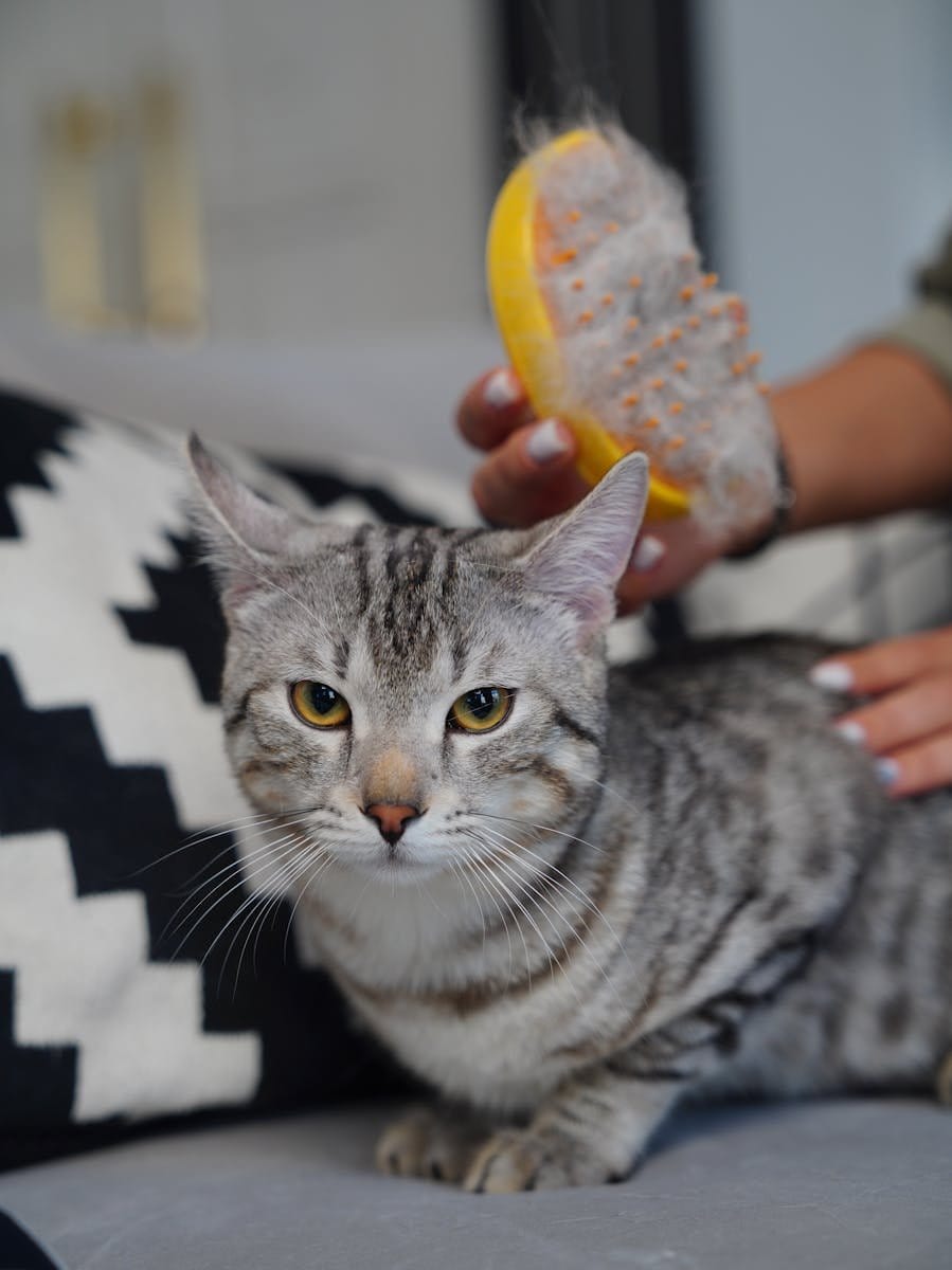 How to choose a brush for a cat A Buying Guide The Review Gurus