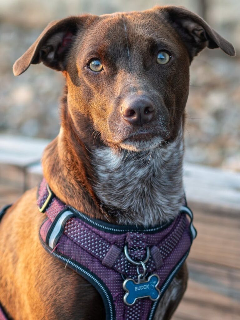 Portrait of a Dog in Harness