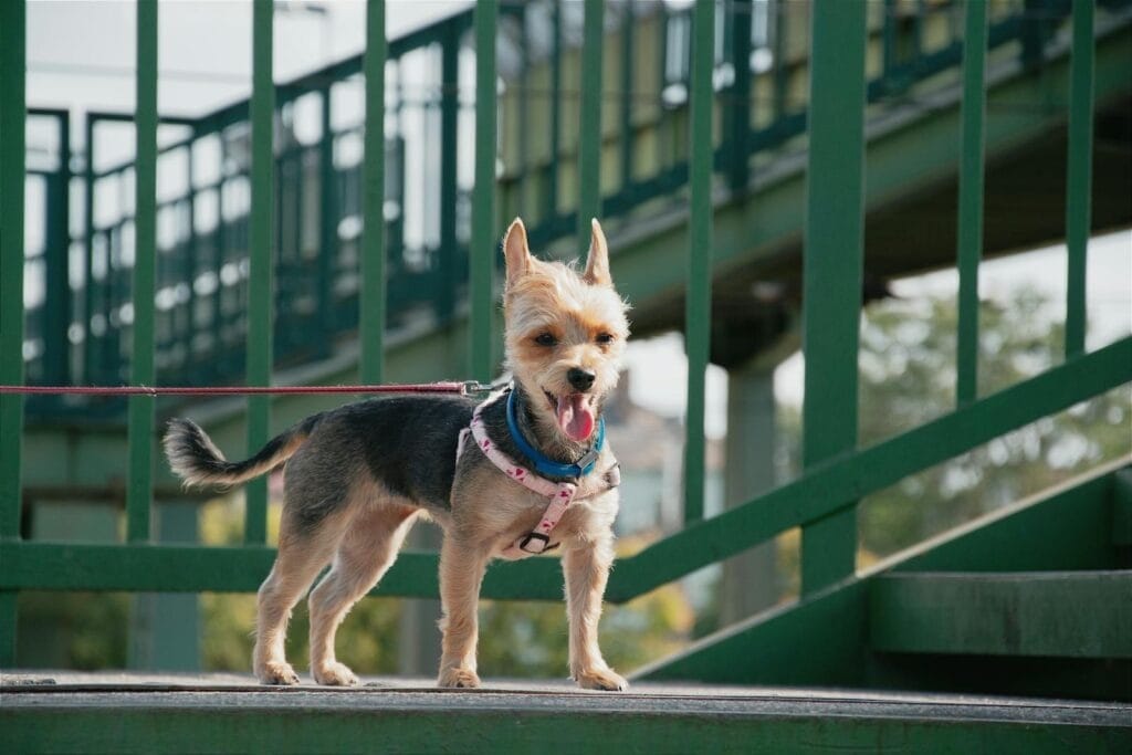 A small dog wearing a harness on a bridge