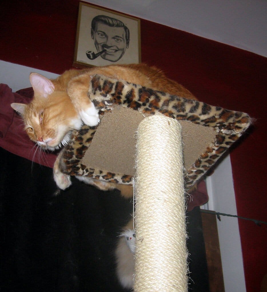 cat tree