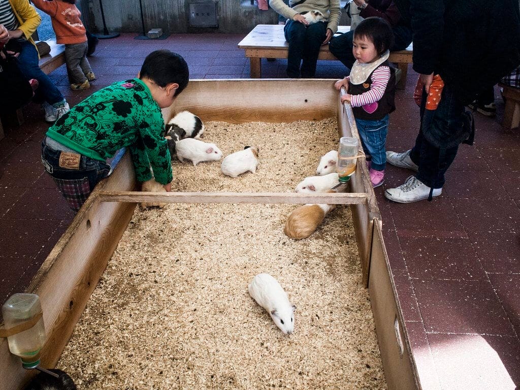Guinea Pig Petting Station