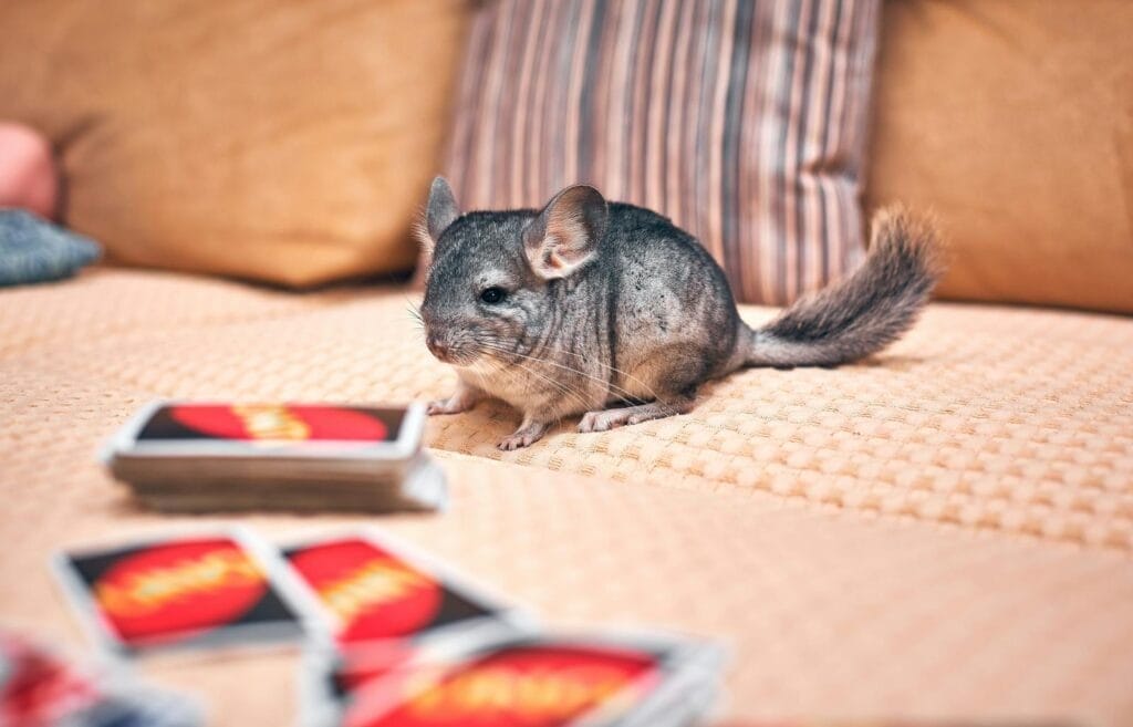 A Close-Up Shot of a Long-Tailed Chinchilla