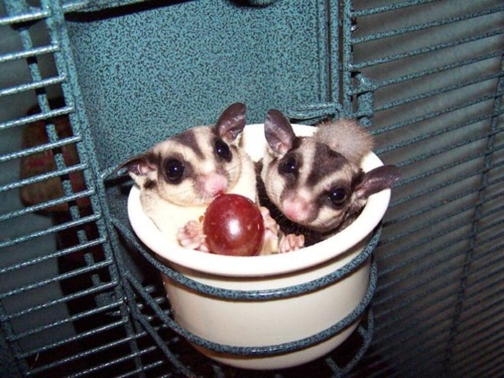 Sugar Glider