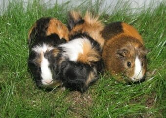 Guinea Pigs