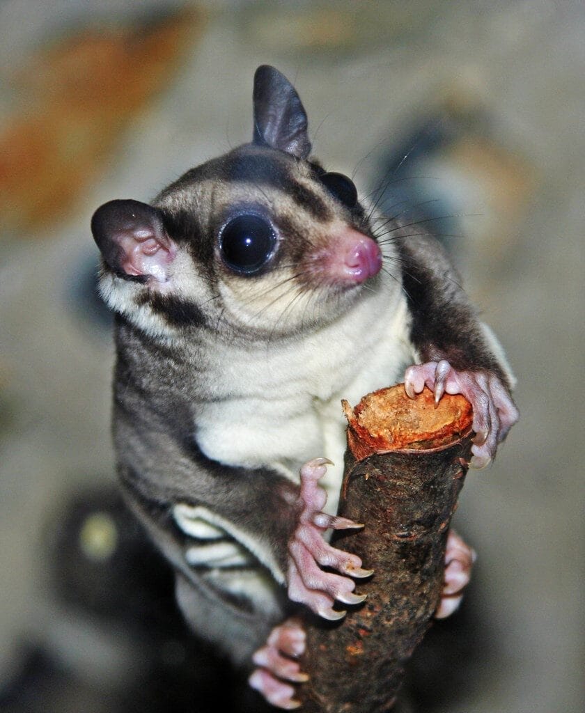 Sugar glider