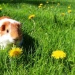 Guinea Pigs