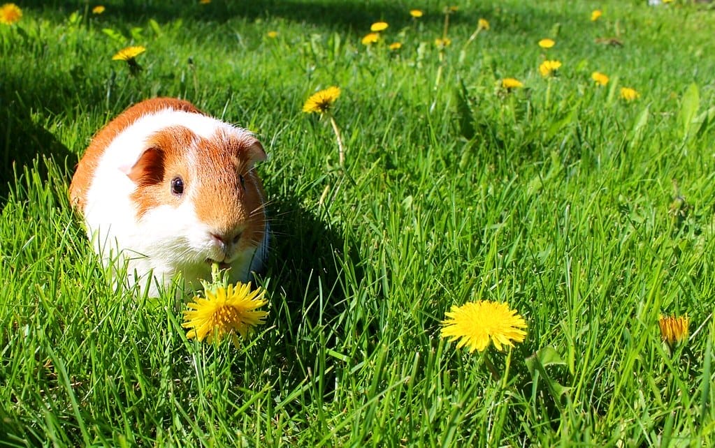 How to choose Guinea Pigs Pellets – A Buying Guide