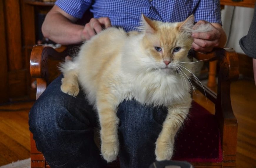 How to choose a brush for a cat