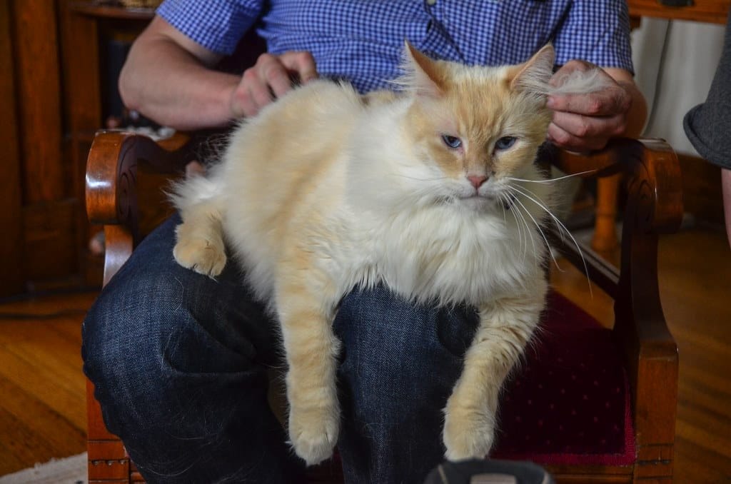 How to choose a brush for a cat