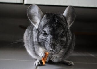 chinchilla