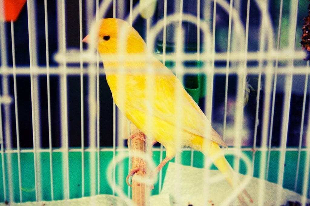 Canary bird