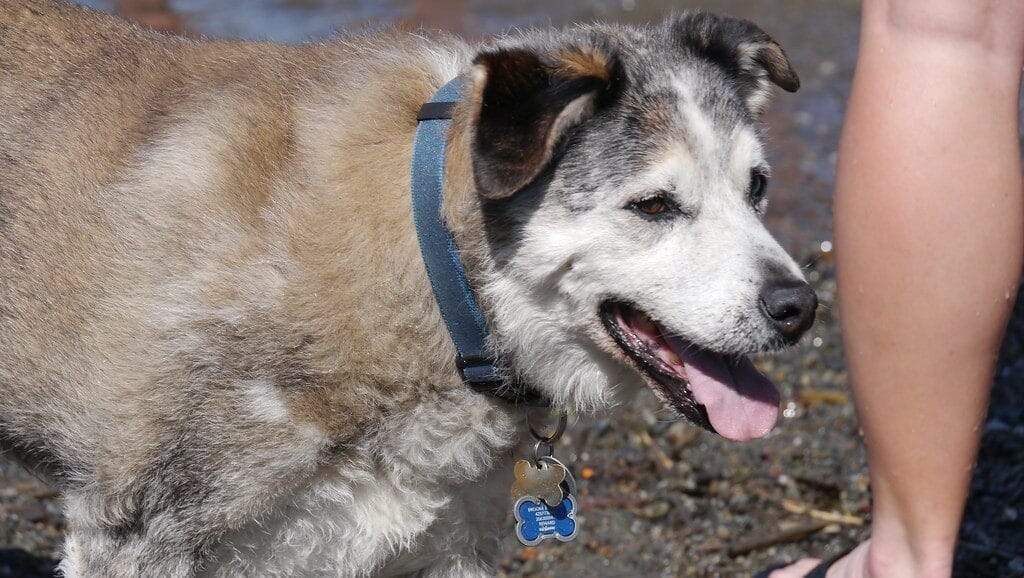 Blue Collar Dog 