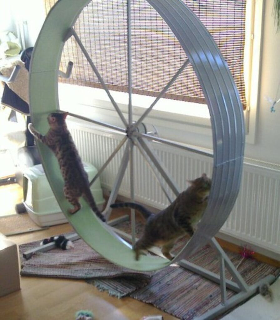 Cat exercise Wheels