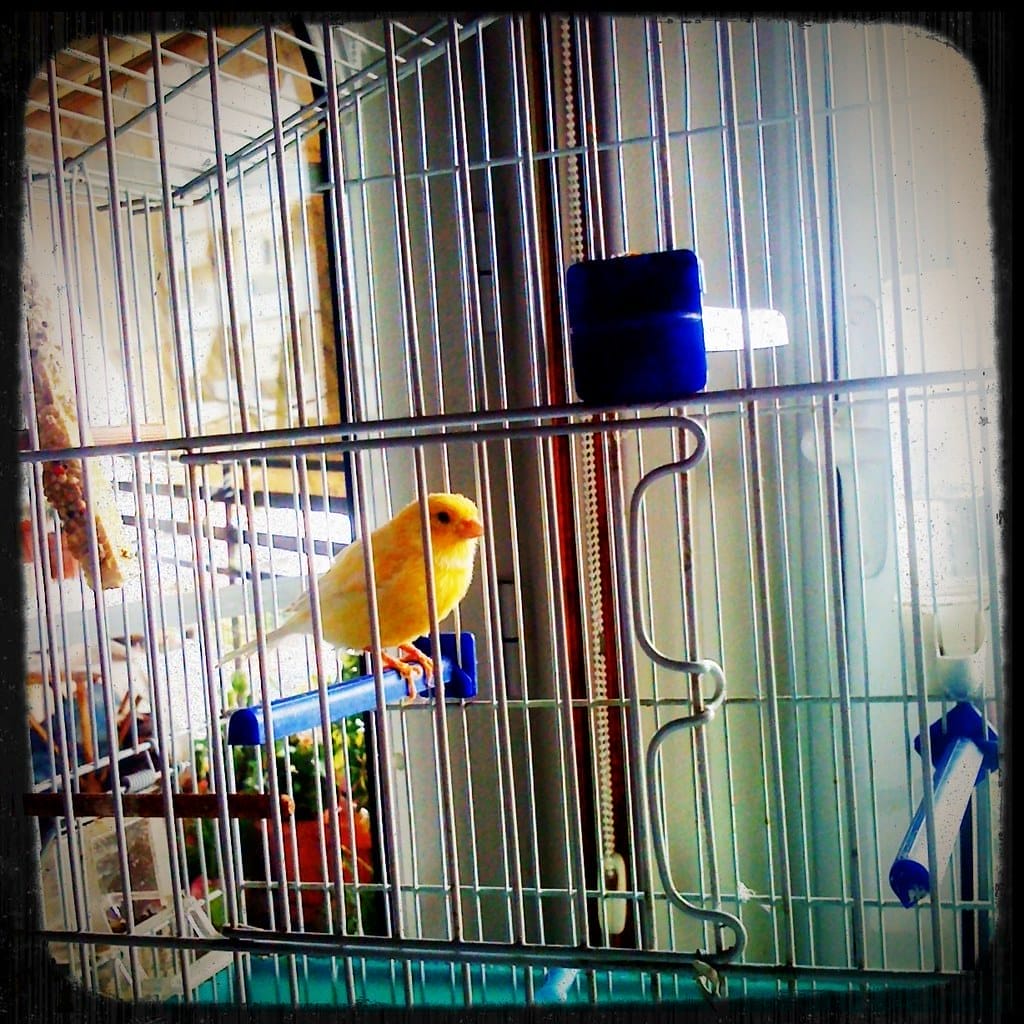 Canary bird