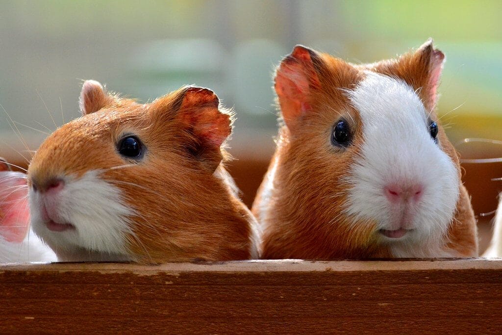 Guinea Pigs