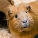 How to choose a good guinea pig water bottle - A Buying Guide