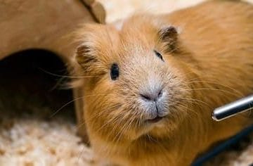 How to choose a good guinea pig water bottle - A Buying Guide
