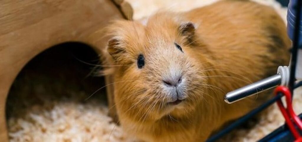 Water bottle for Guinea pig