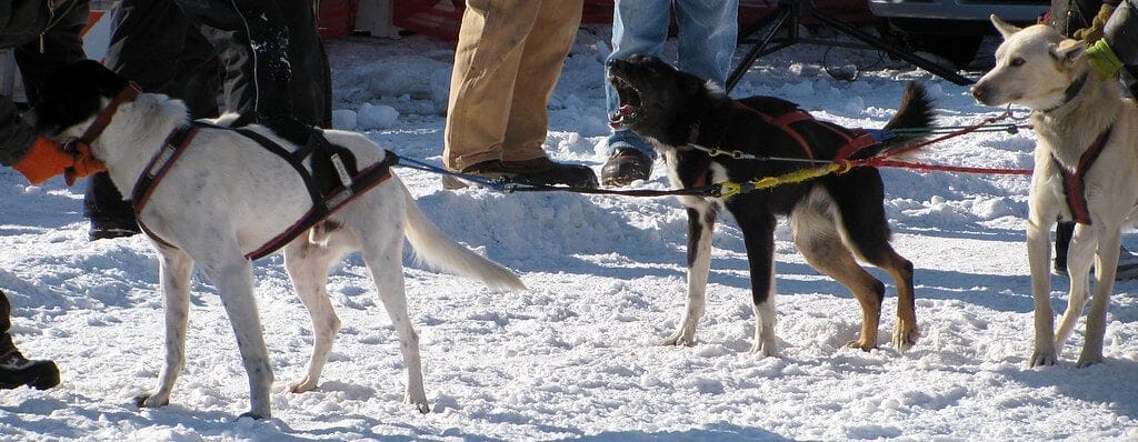 Blue Collar Dog 