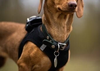 dog harness
