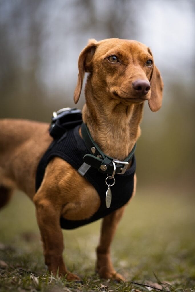 dog harness