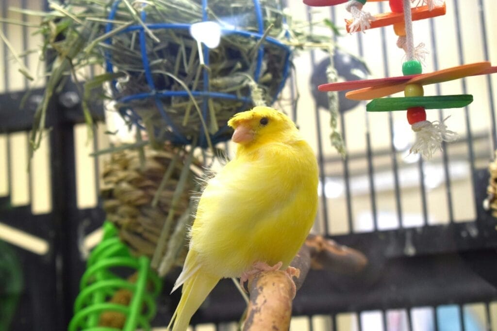 Canary bird