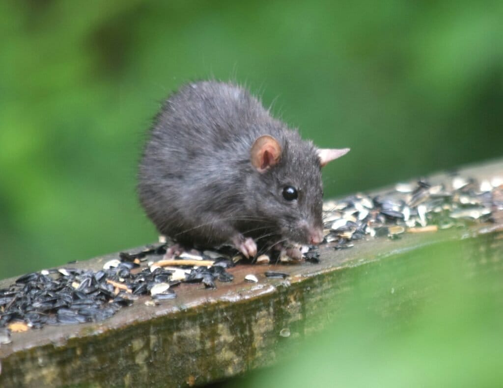 A small rat eating seeds off of a piece of wood