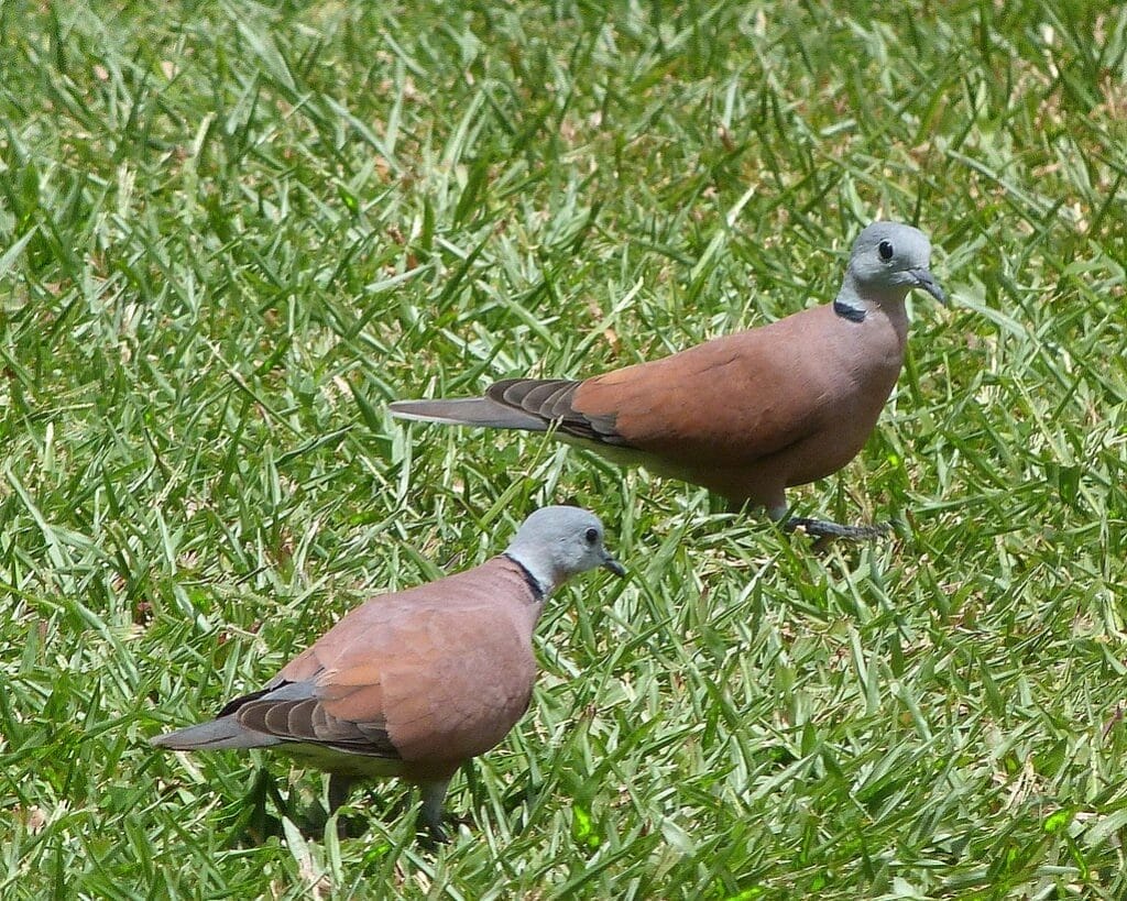 Doves on grass