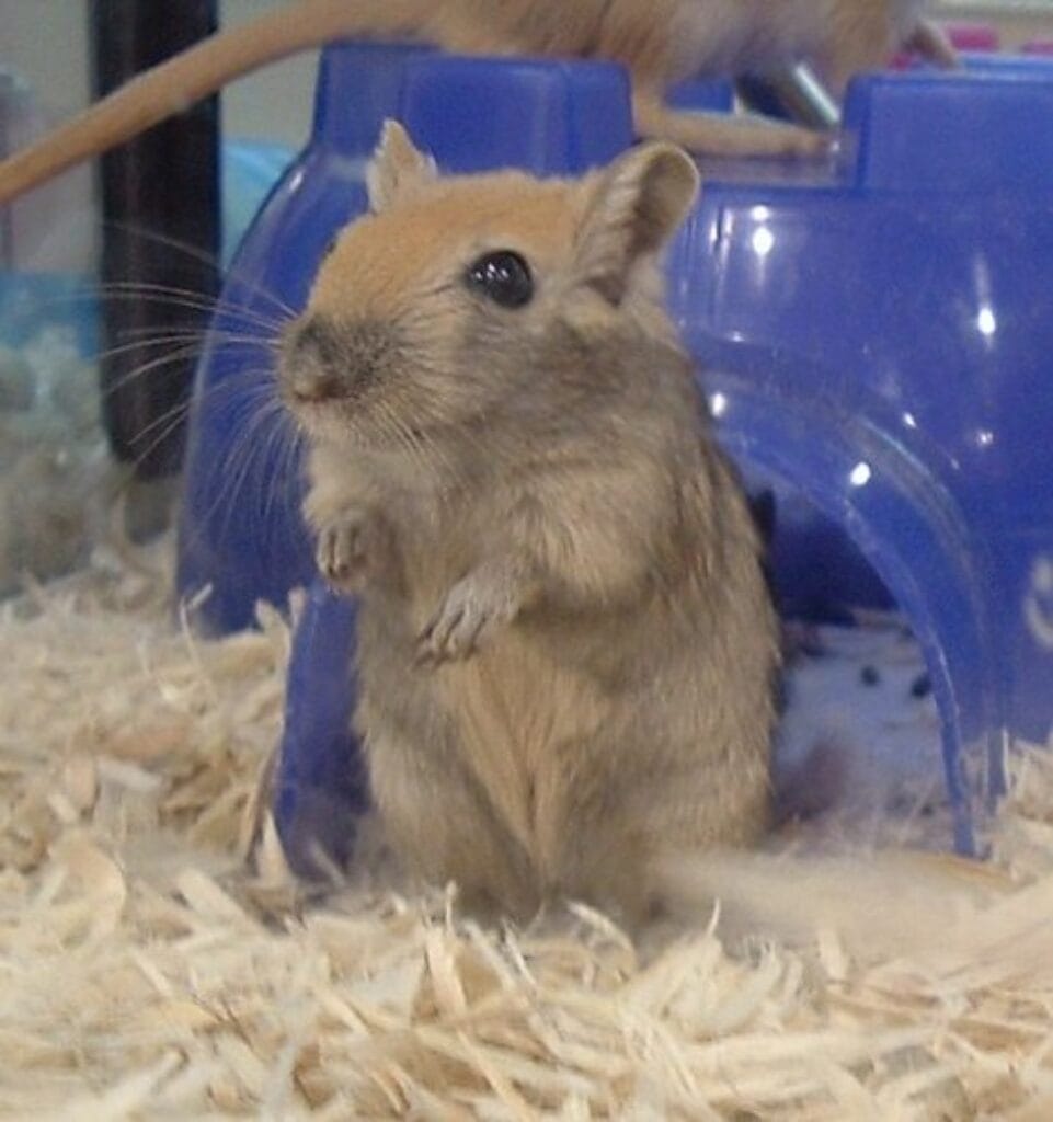 gerbil