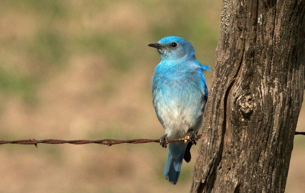 Bluebird