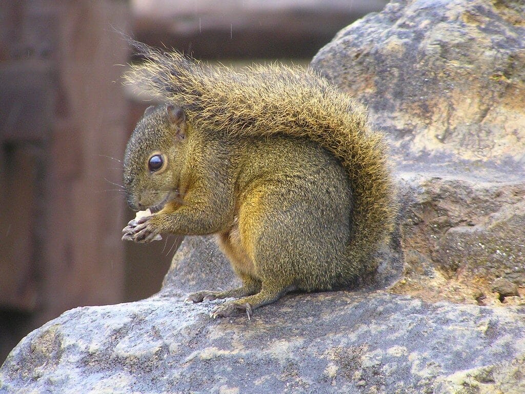 Squirrel food