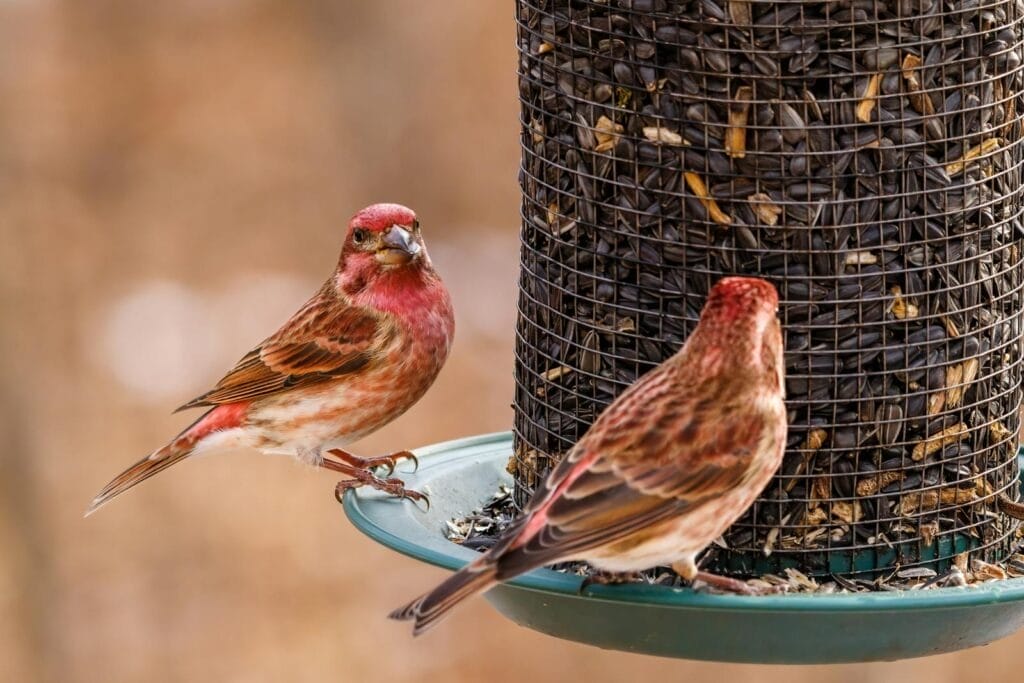Rosefinch Birds Perched on Bird Feeder