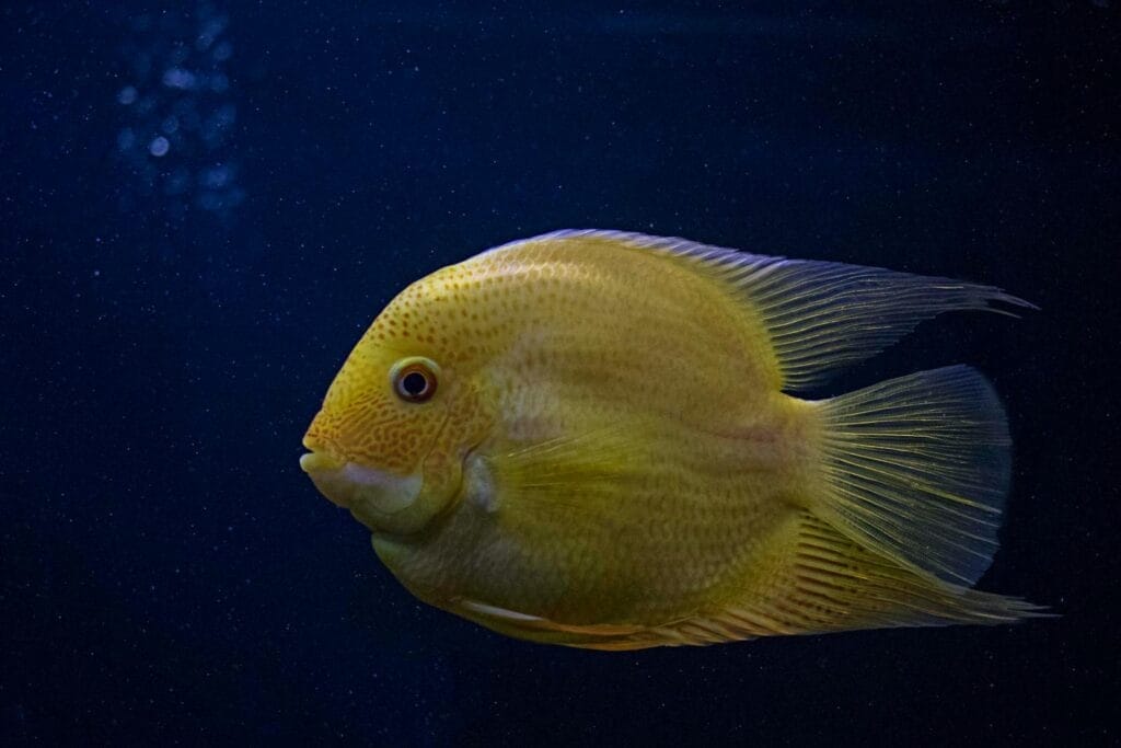 Cichlid