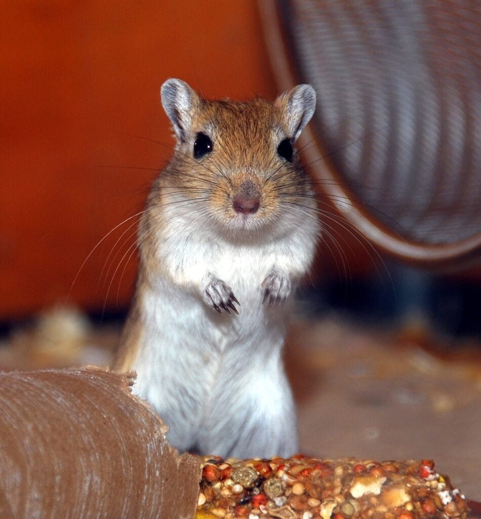 gerbil, rodent, small animal