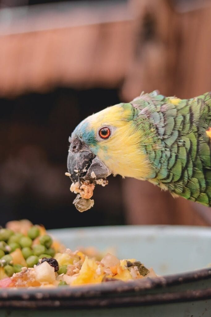 Parrot Eating from Plate