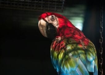 Colorful Parrot in a Shadow