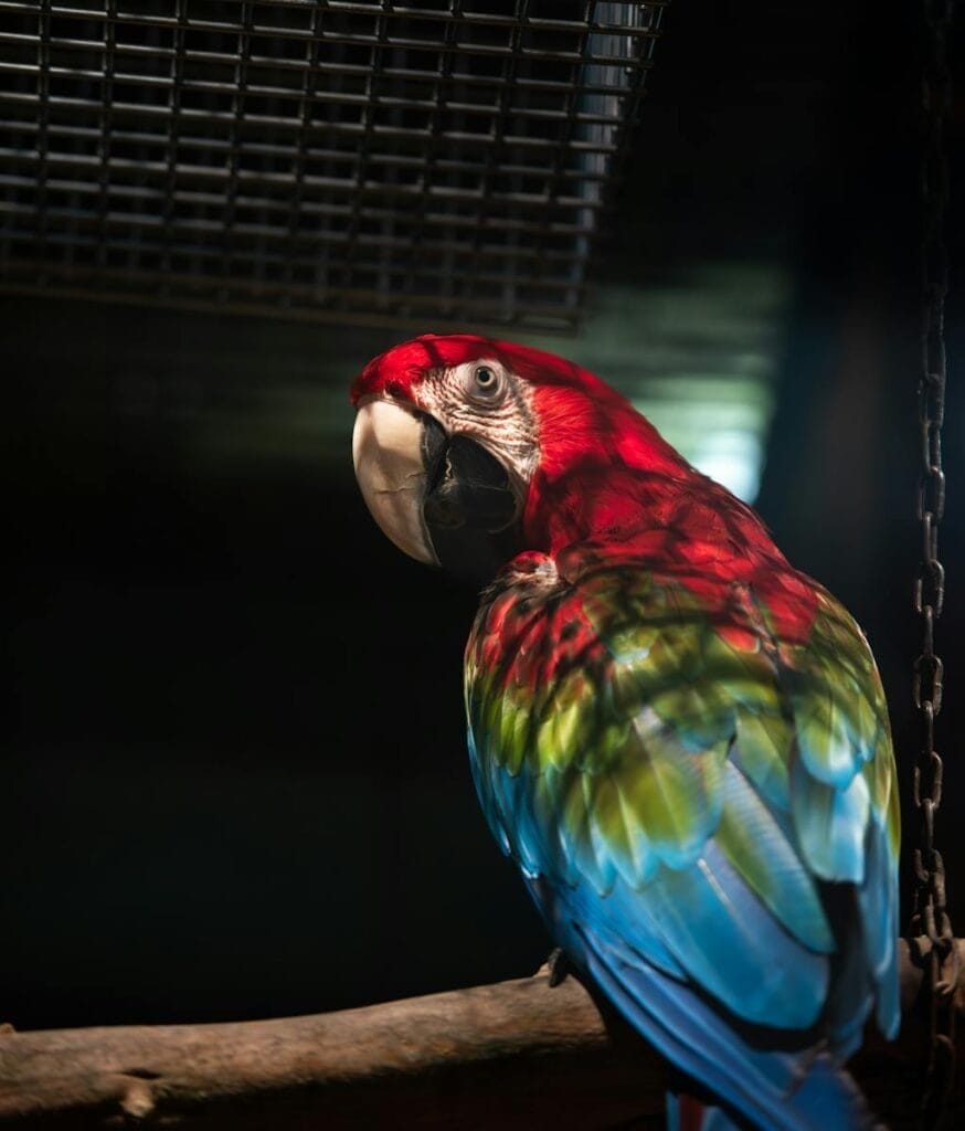 Colorful Parrot in a Shadow