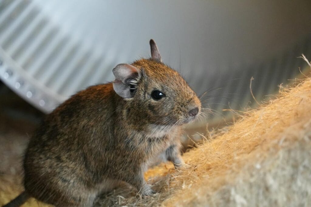 Close up of Degu Pet