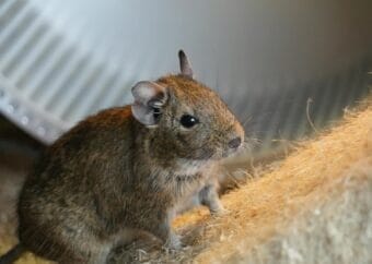 Close up of Degu Pet