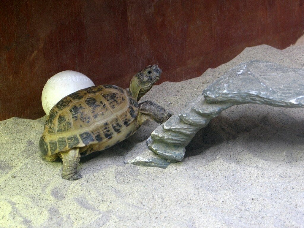 Russian Tortoise