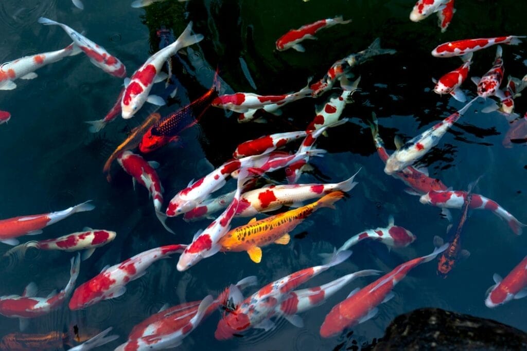 School Of Koi Fish