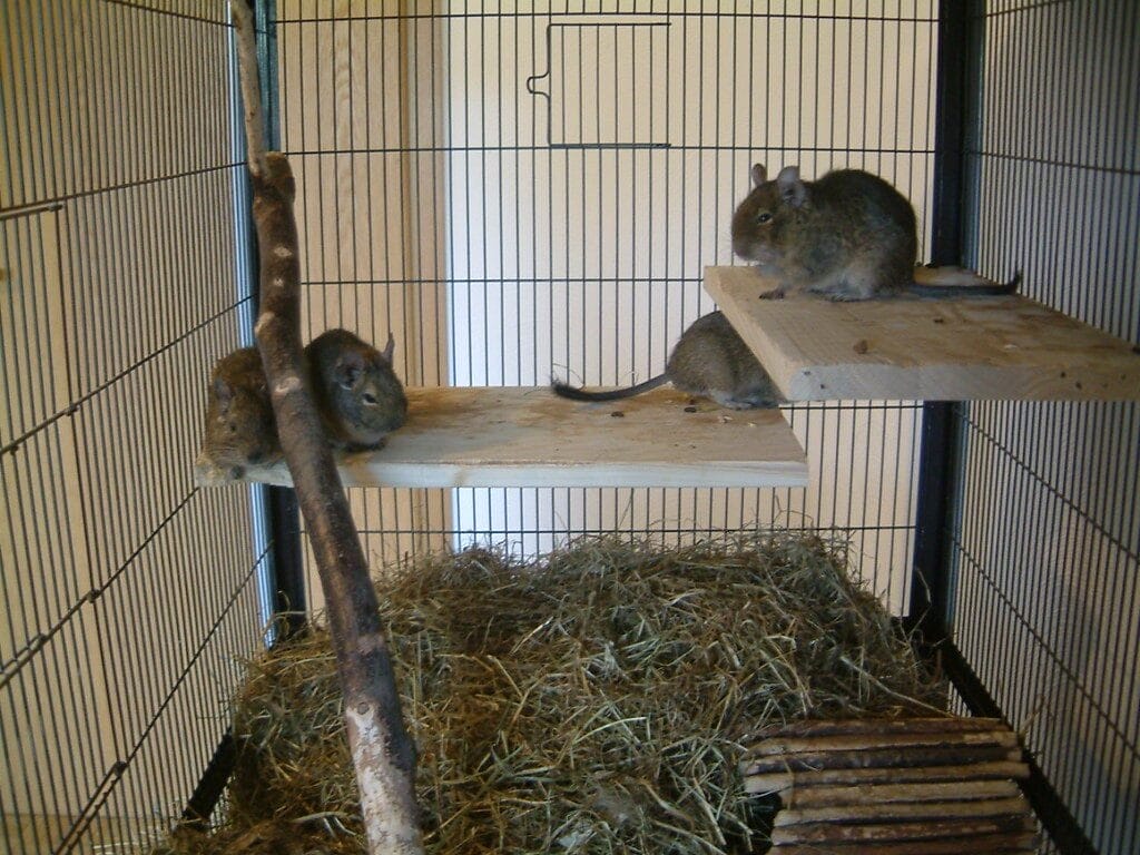 Four Degus in a cage