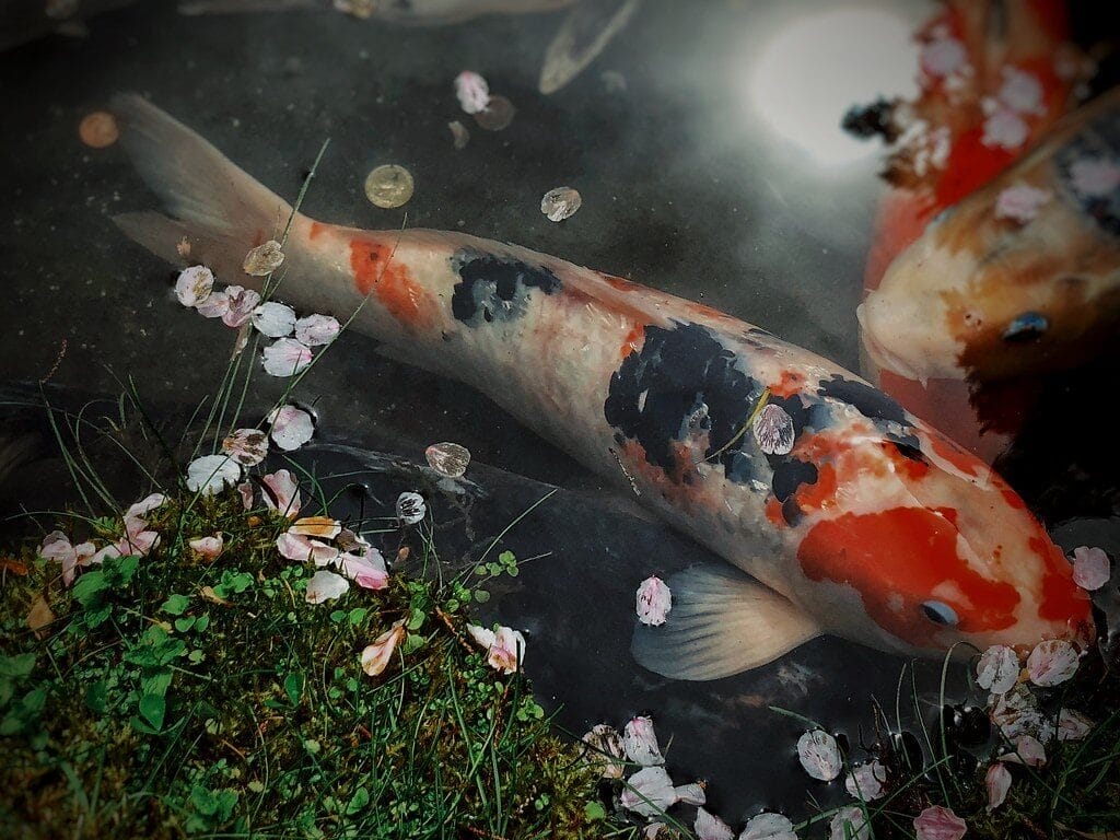 Koi fish 