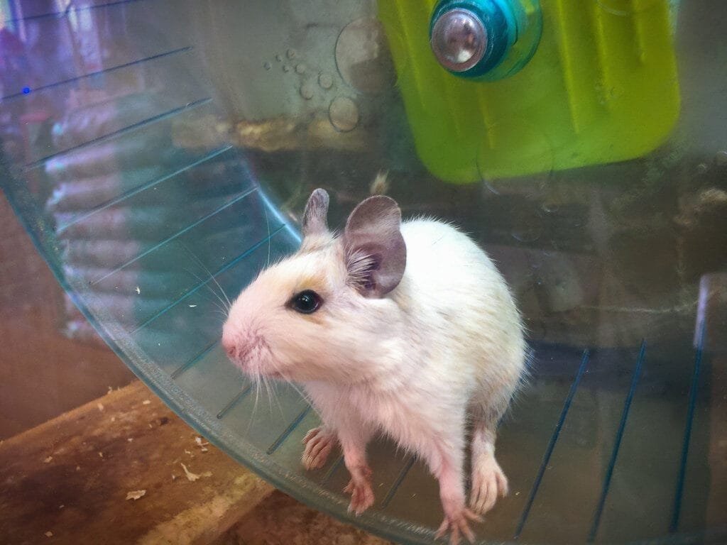 Cute Chilean Degu