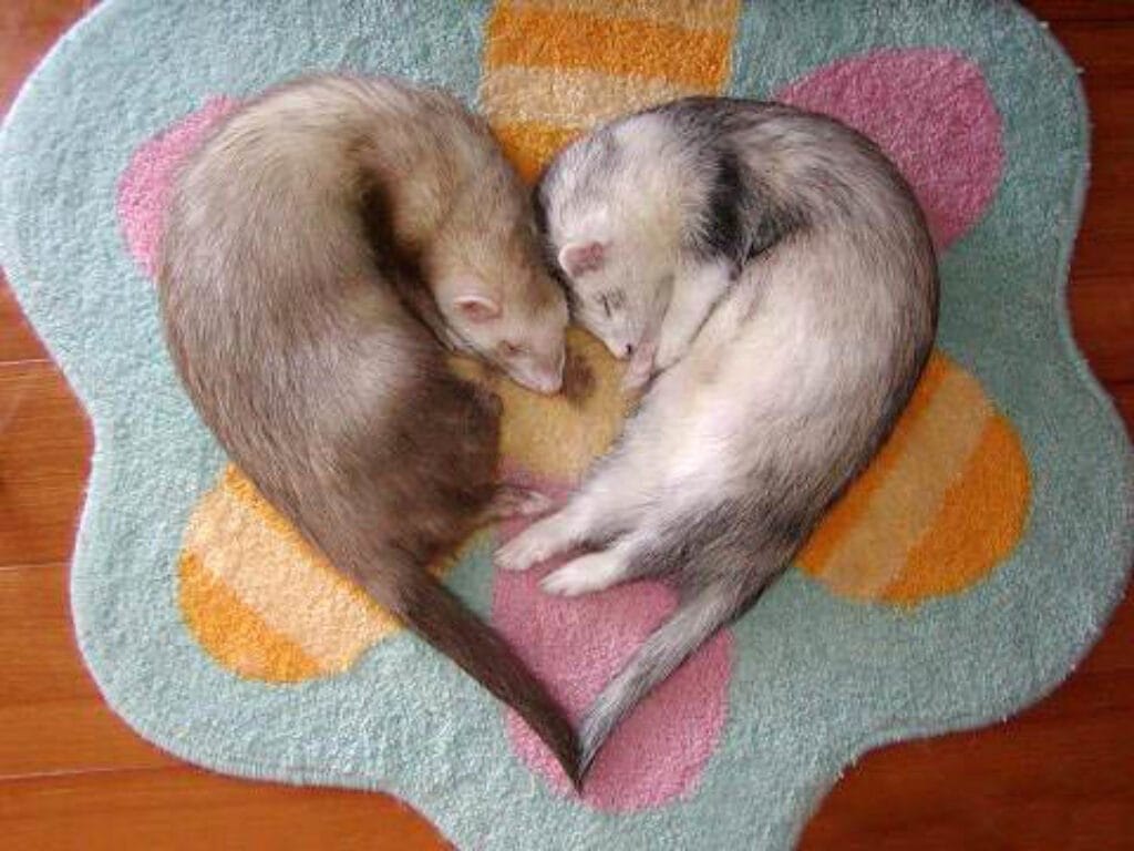 Ferret Heart