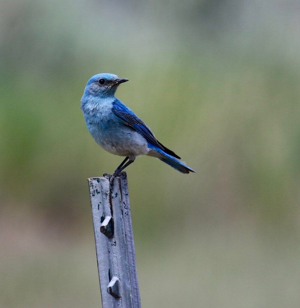 Mountain Bluebird in Wyoming