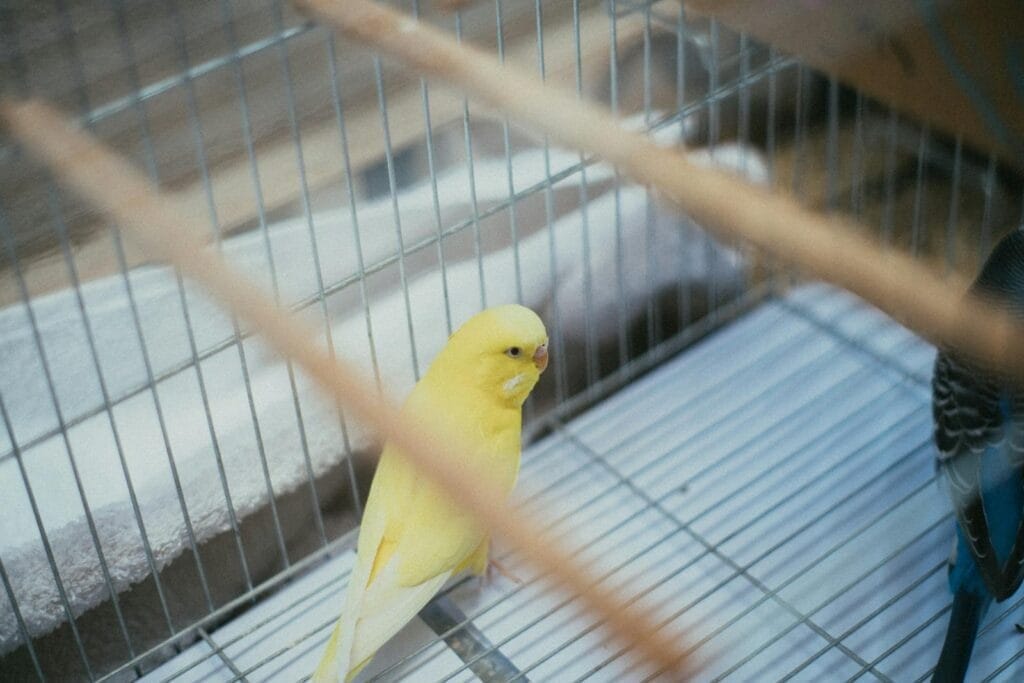 Yellow Bird In A Cage