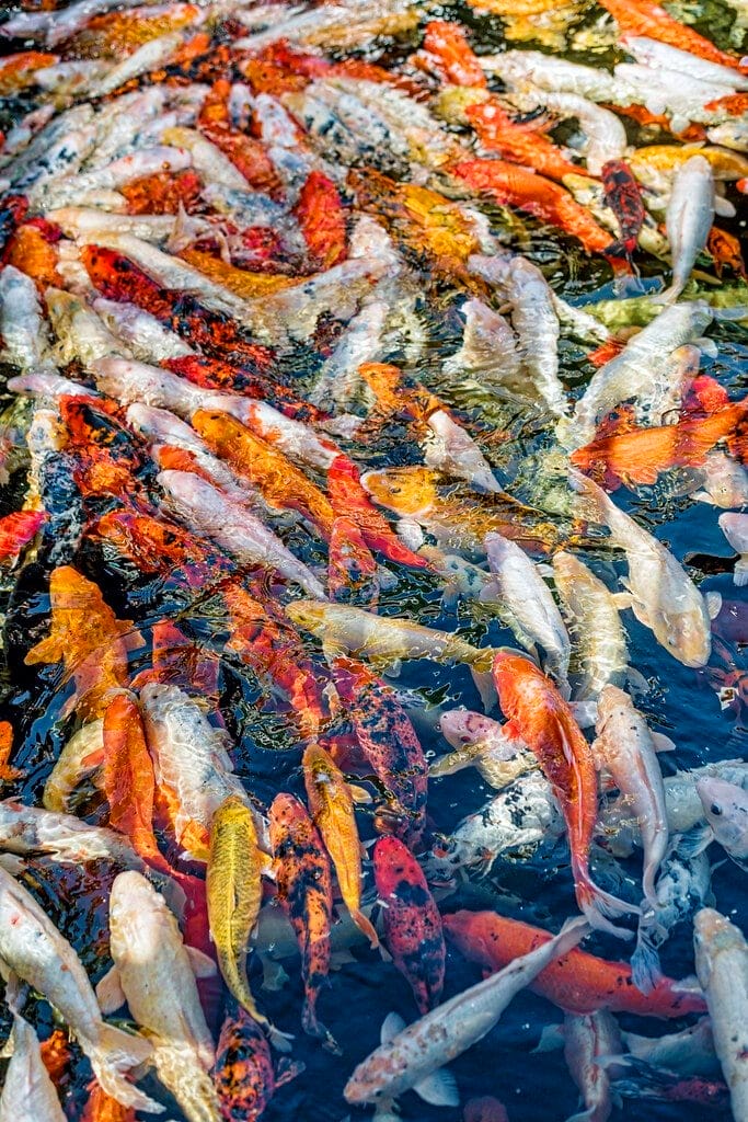 Koi fish eating